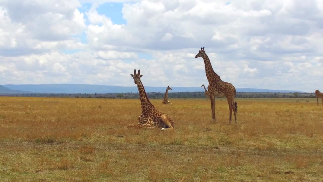 animal, nature and wildlife concept - group of giraffes in maasai mara national