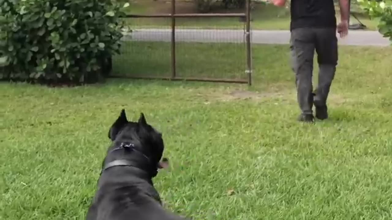 125-Lb Cane Corso protects suitcase 🧳 full of money