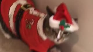 Fat Kitty Hates Her Santa Suit