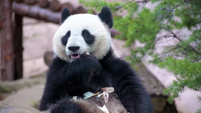 hungry panda