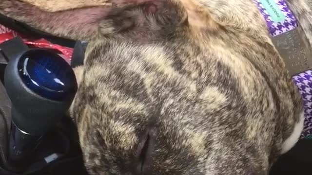 Brown dog sleeps in blue passenger seat of car