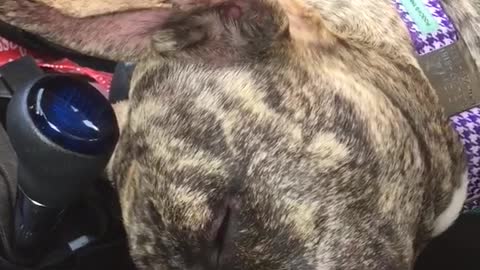 Brown dog sleeps in blue passenger seat of car