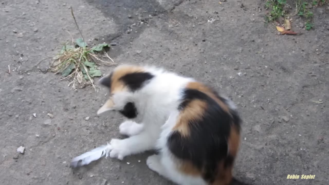 Meowing, the kittens emerged from the hole.