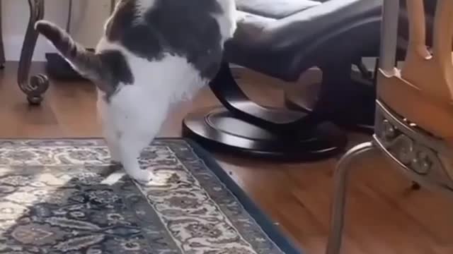 Really funny fate cat...with funny moments....