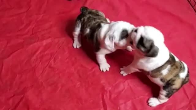 Do you think they're fighting or playing?