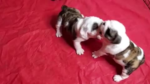 Do you think they're fighting or playing?