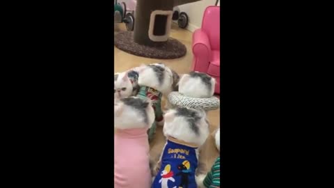 LFunniest Animals 2023 😂 | Funniest Cats and Dogs 🐱🐶 | Part 3/Hayppy Pet