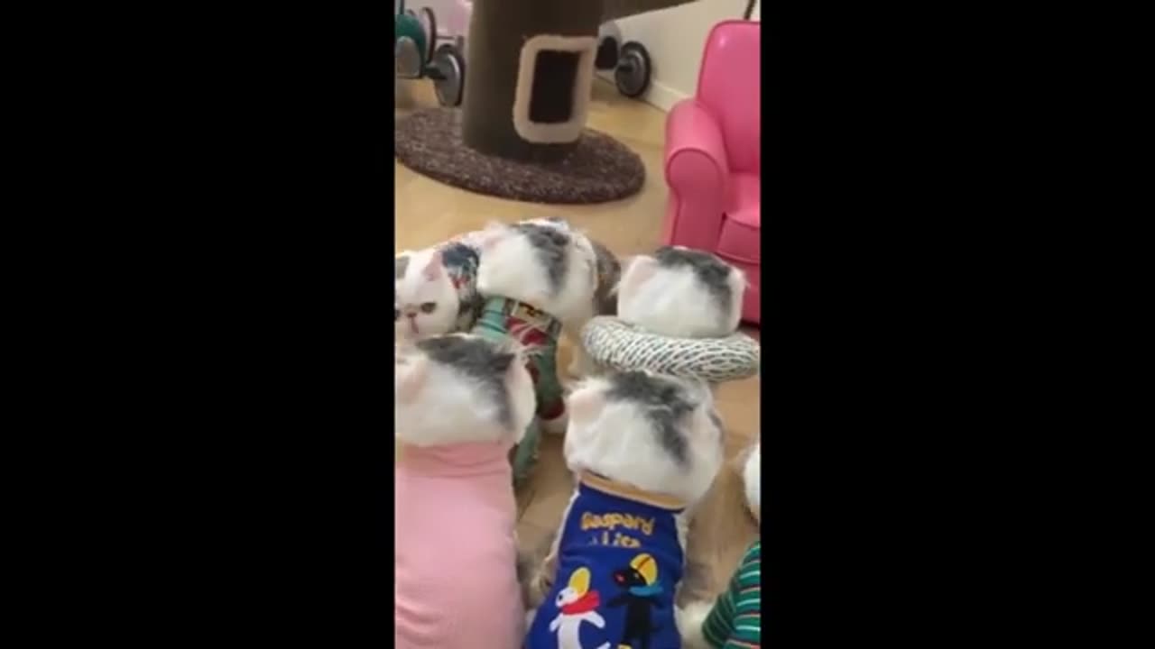 LFunniest Animals 2023 😂 | Funniest Cats and Dogs 🐱🐶 | Part 3/Hayppy Pet