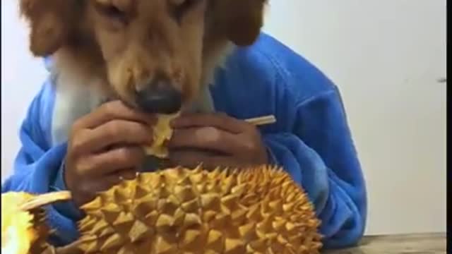 Dog eating durian