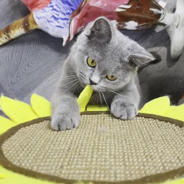 Worlds most adorable kitten leaps into camera