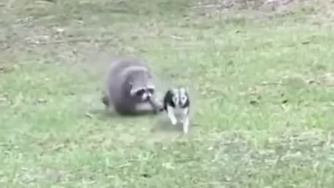 When the little bear meets the cat, his curiosity erupts!