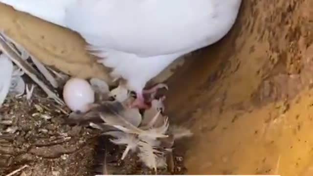 Pigeon bleaching directly