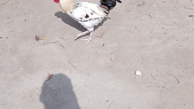 Fancy Duck fancy birds video