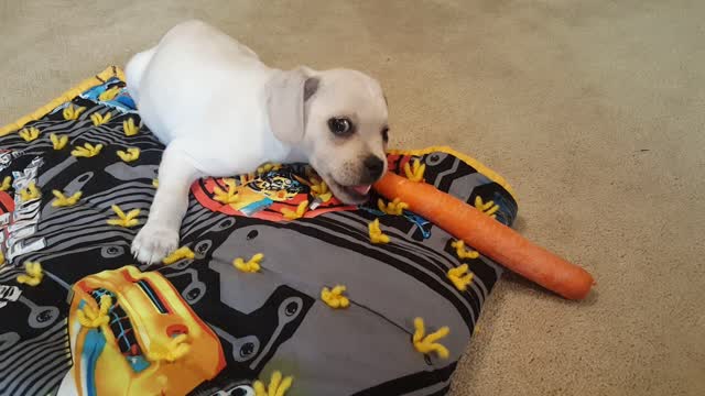 Cute Little Puppy Loves Eating Carrots