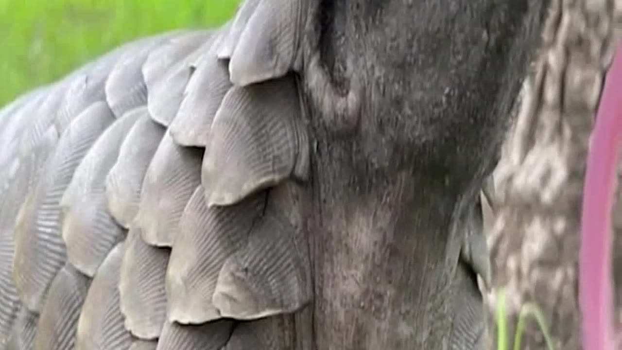 Meet the Fierce Pangolin Nature's Living Armor