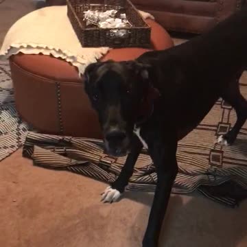 Funny Great Dane Running in Circles