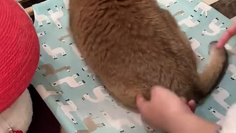 Funny moments of cute pets
