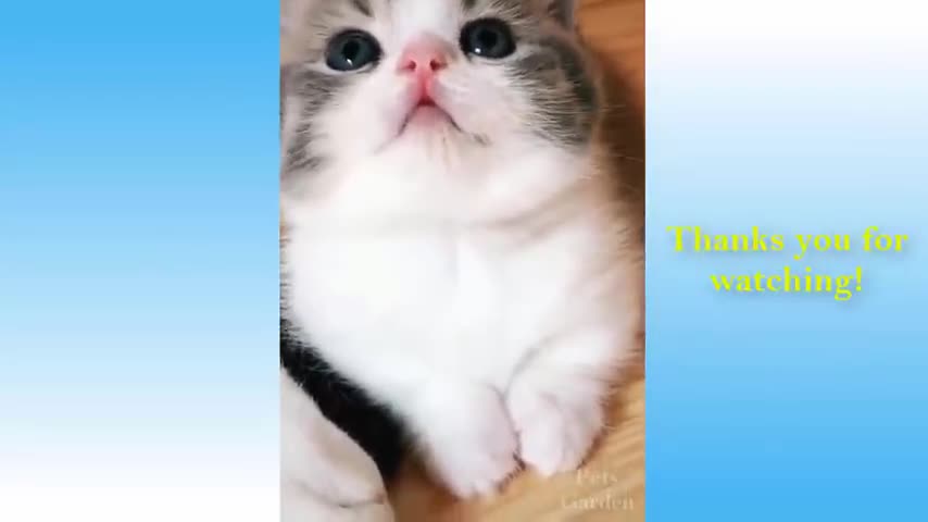 Funny and cute cat's life cat