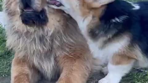 Pesky pup really wants doggy best friend to play with her best friend