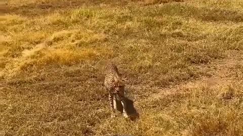 Leopard in Nairobi national park