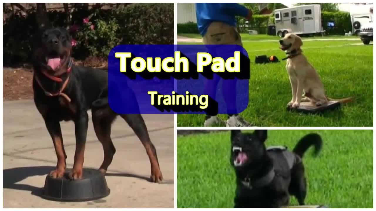 Power of touch pad puppies and adult dogs traning