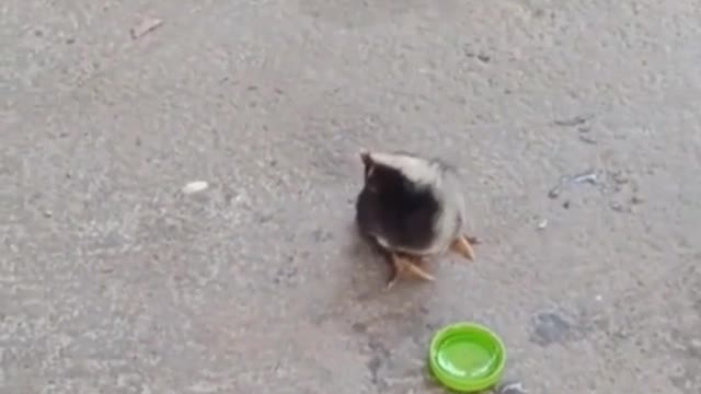 Chick very very funny video. OMG this is so awesome
