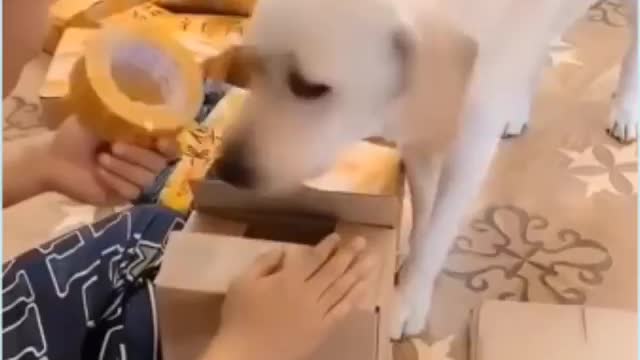 Funniest cute puppy dog