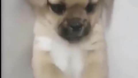 Funny Pets Moment #18