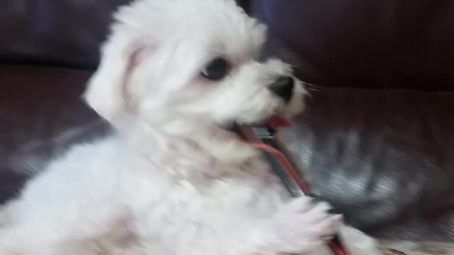 Cute puppy playing on the sofa