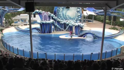 The best "Blue Horizons" Dolphin Show