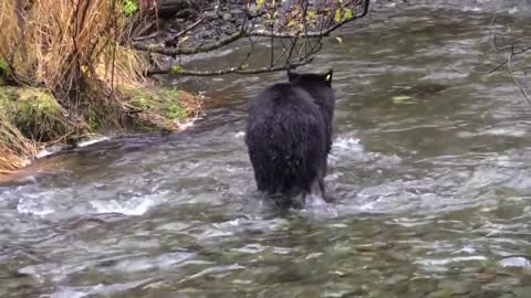 Bear In The River