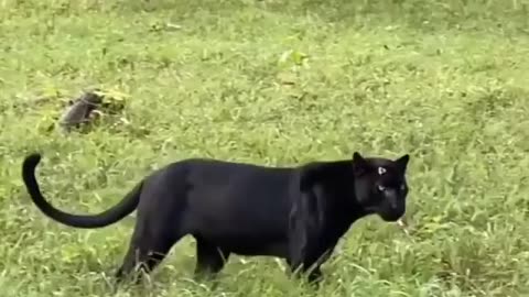 Wildlife in closer view with a natural perspective.
