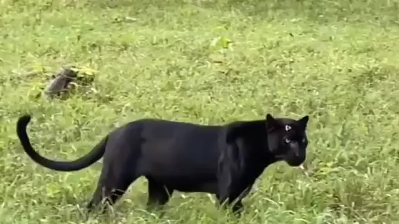 Wildlife in closer view with a natural perspective.