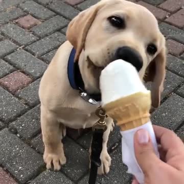 Cute baby animals Videos Compilation cutest moment of the animals - 🐶 Cutest Puppies #22