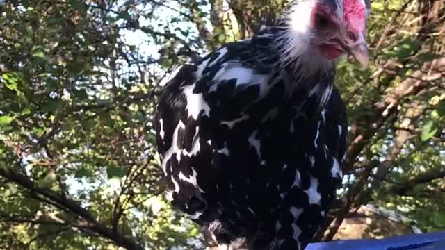 Chicken Swipes Lunch from Cat