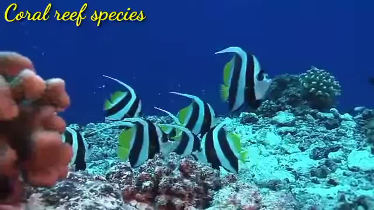 Coral reef- The beauty of God creation