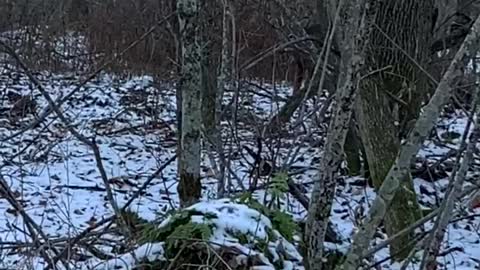 Walking right up to deer when hunting