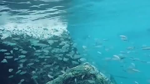 This is a beautiful and charming water-dwelling species