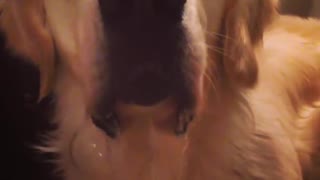 Puppy blowing bubbles