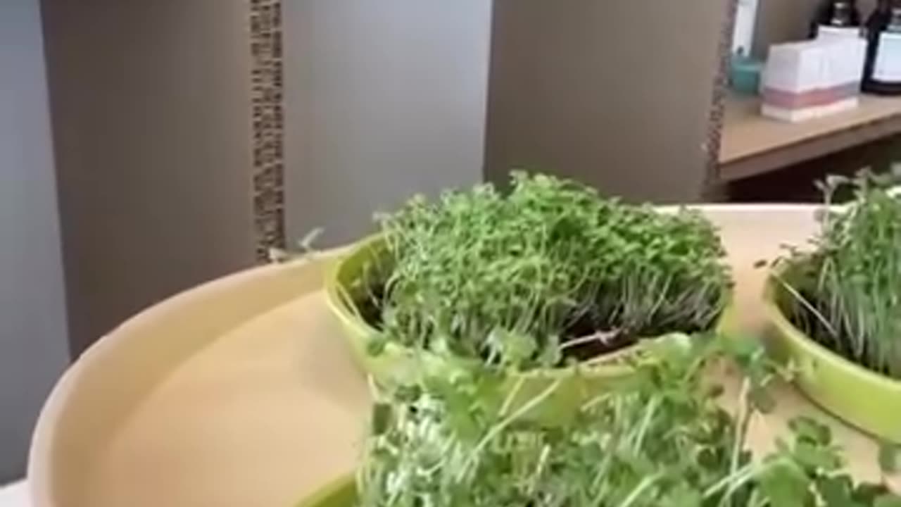 Eat your microgreens