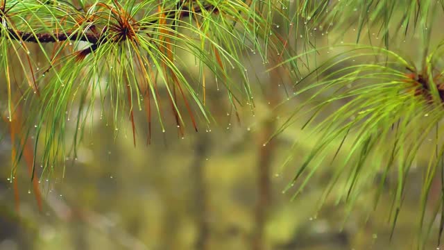 Relaxing Sound of Rain and Wind in Forest