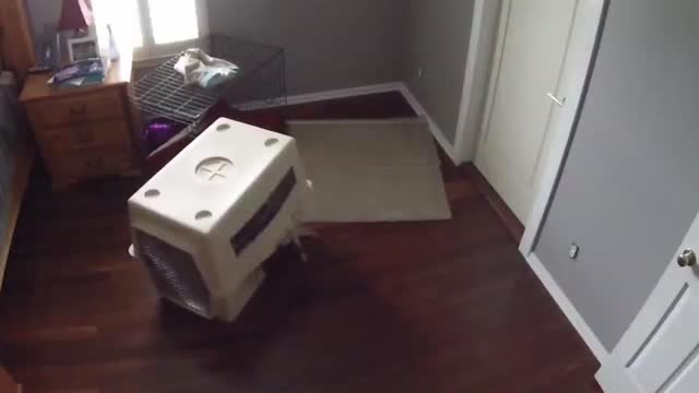 Dog Does A Prison Break Like Escape