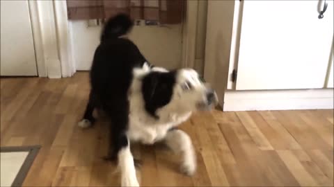 Dog on diet throws tantrum when denied cookies