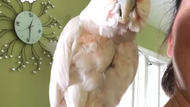 Funny Parrot Playing Well