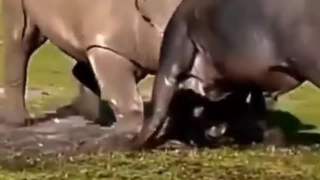 A cow is fighting a rhino. Who do you think is going to win