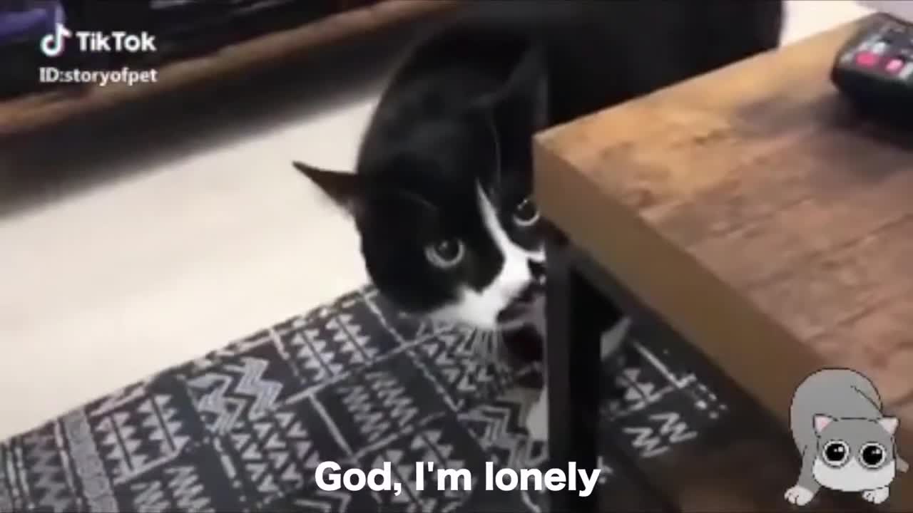 PROOF that cats can REALLY talk!