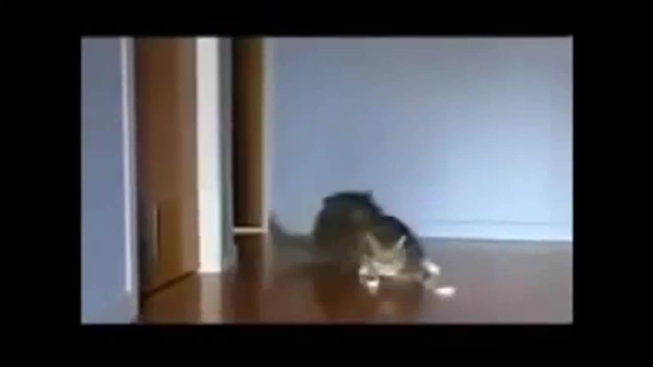 Cat dog funy video ### cat dog funny momant