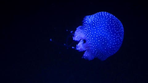 the jellyfish dancing swim