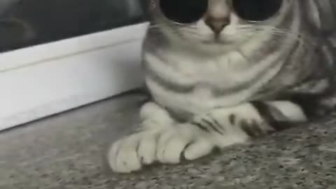 Cool cat