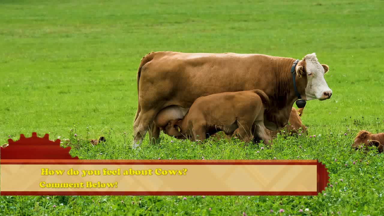 Runaway Calf🐄 gives Louisiana Police👮 the slip